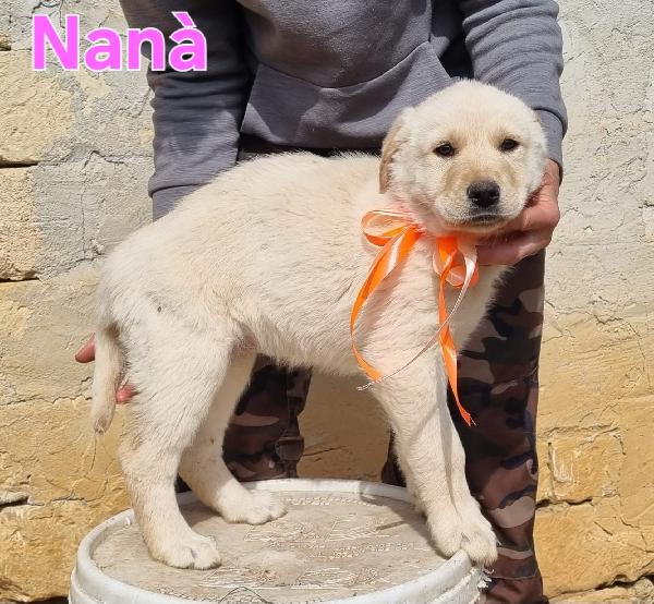 NANA' CUCCIOLA FEMMINA Foto 4